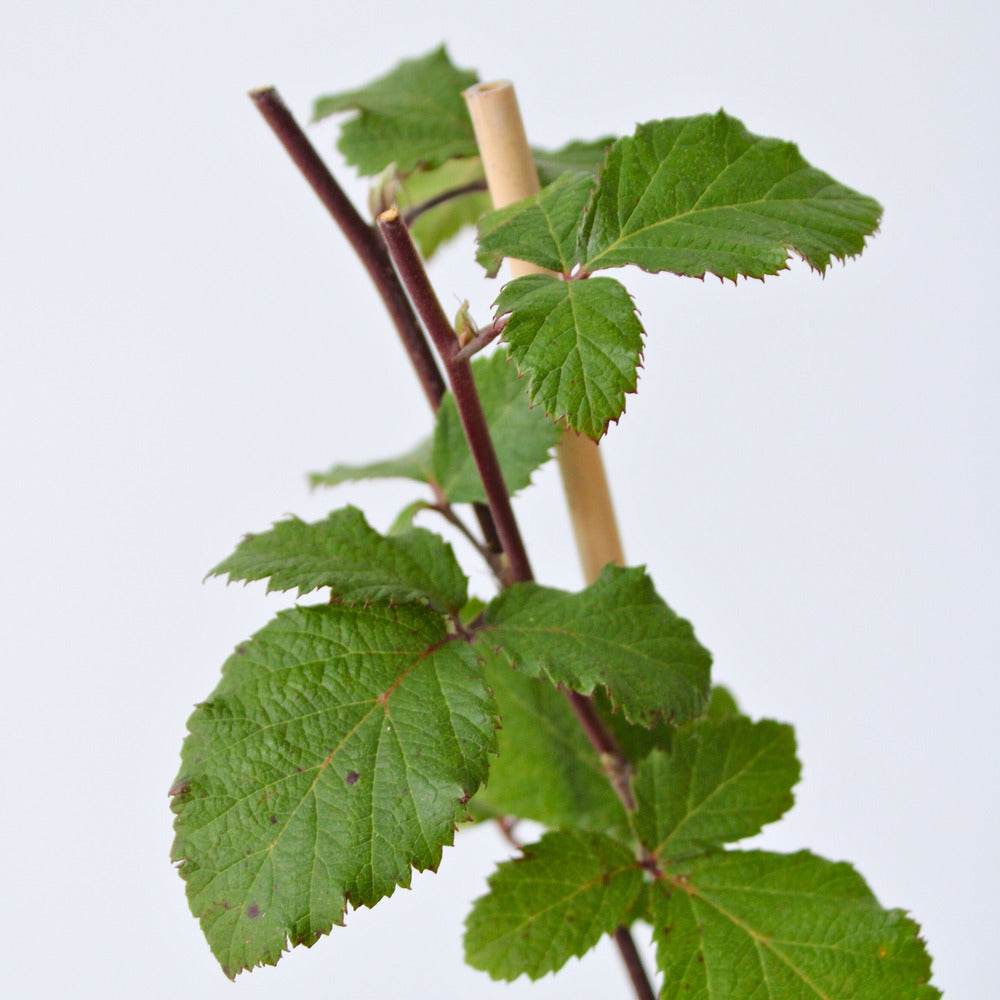  Mûrier - Set De 4 - Rubus Fruticosus 'thornfree' - Hauteur 50-60cm - ⌀15cm