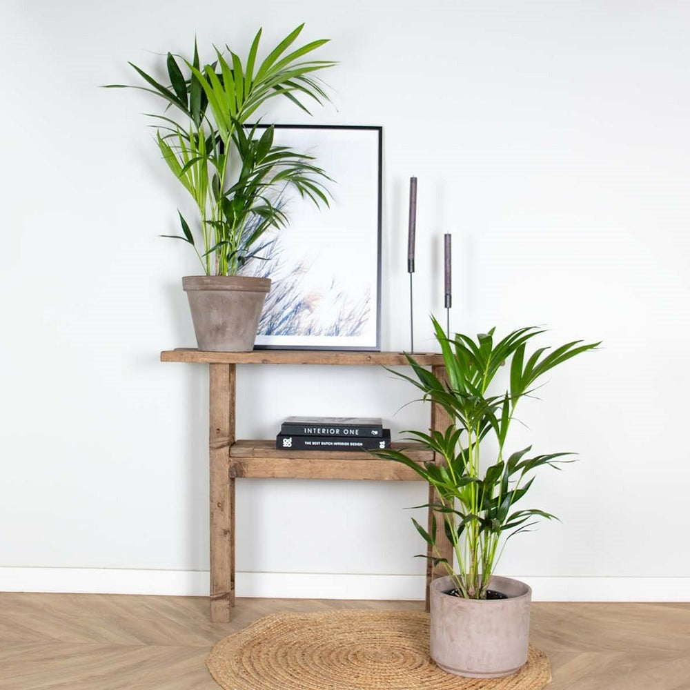  Lot De 2 - Howea Forsteriana - Palmier Kentia - Plantes D’intérieur - 80-100 Cm De Haut - Pot 19 Cm