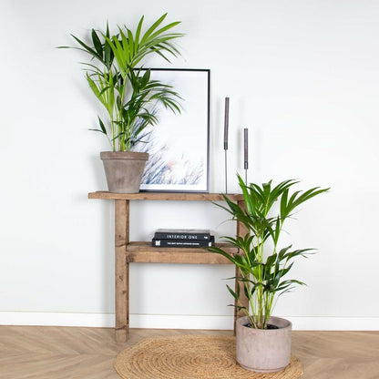  Lot De 2 - Howea Forsteriana - Palmier Kentia - Plantes D’intérieur - 80-100 Cm De Haut - Pot 19 Cm