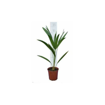  Chamaerops Humilis (palmier Doum) Pot De 375l 250/300cm