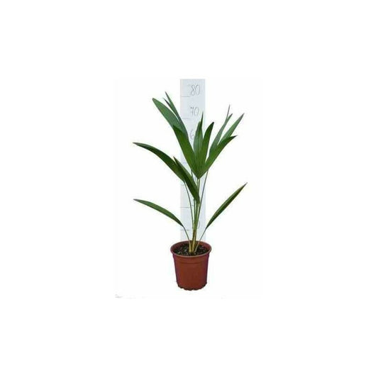  Chamaerops Humilis (palmier Doum) Pot De 375l 250/300cm