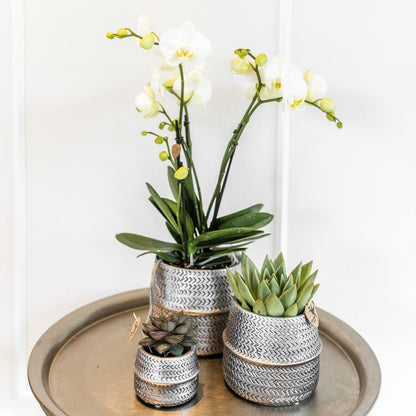  Verts Colibri | Lot De 2 Plantes Succulentes En Pots Décoratifs Rainurés Argentés - Pot Céramique Taille 9cm