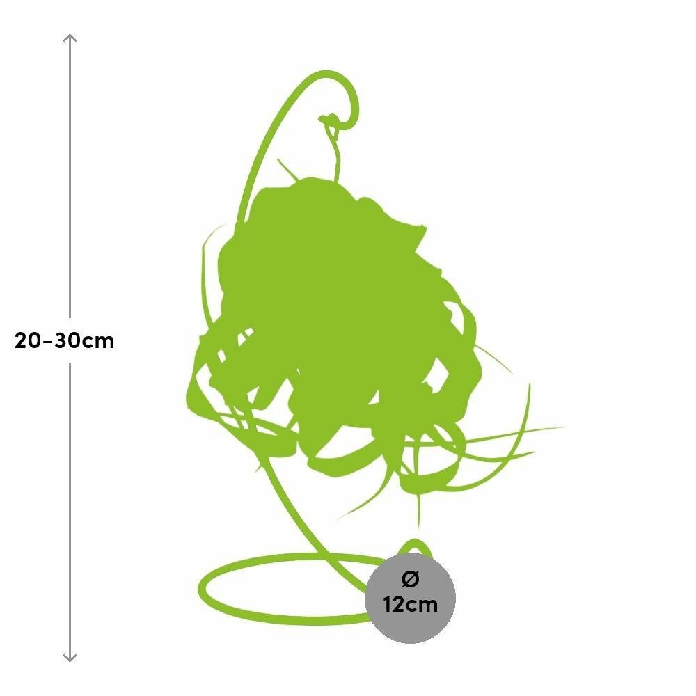  Tillandsia King Xero 23cm - Plante D'intérieur