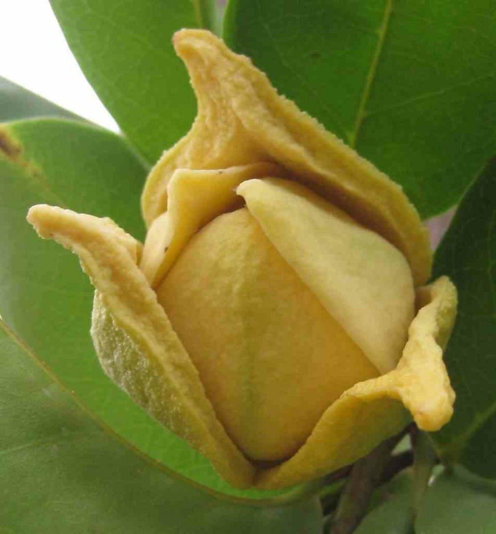  Annona Muricata (corossole)- Pot De 2 Litres - 30/50 Cm
