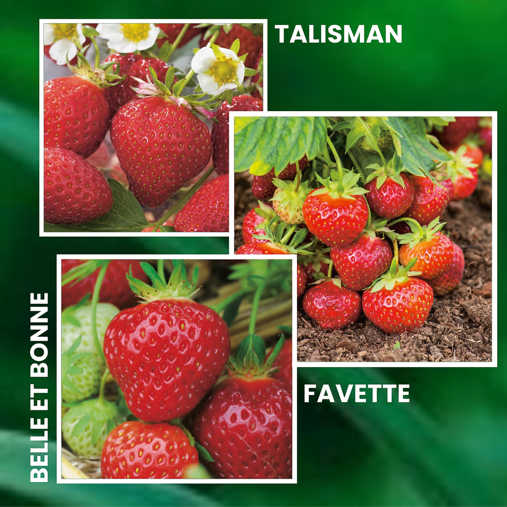  Offre Speciale Fraisiers Anciens - 30 Plants