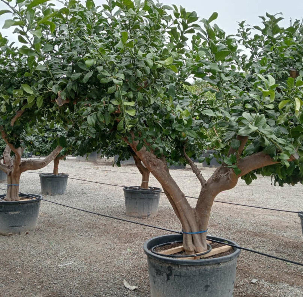  Citrus Limon (citronnier) Pot De 5 Litres - 100/120 Cm