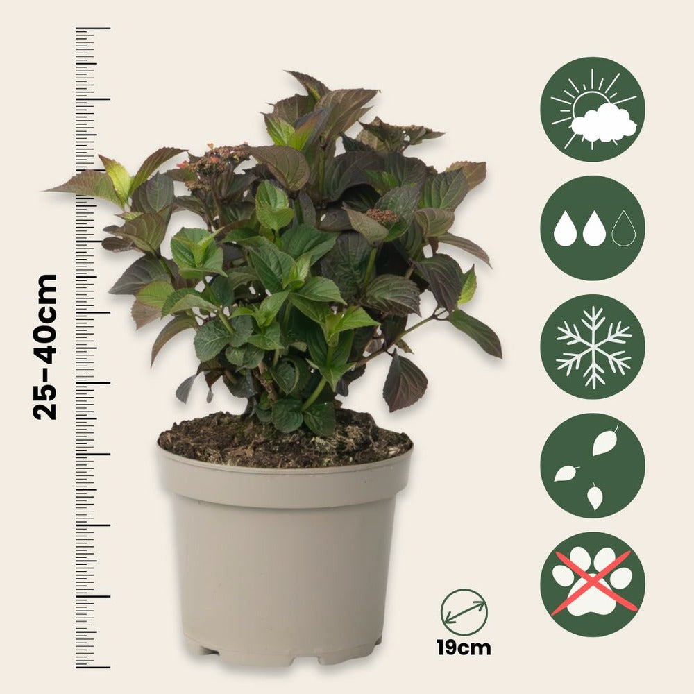 Hortensia - Hydrangea Paniculata 'dare Devil' - Hauteur 25-40cm - ⌀19cm