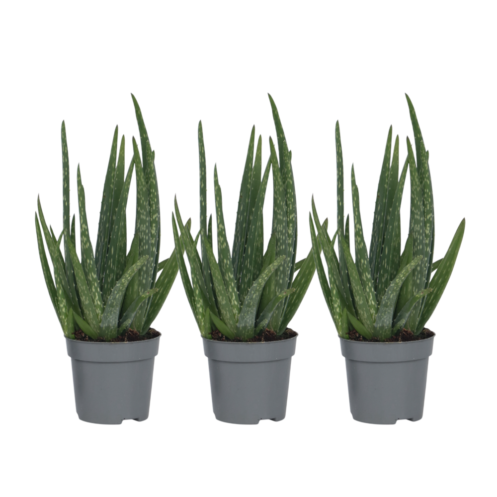  Aloe Vera - Set De 3 - Aloe Barbadensis - Hauteur 25-40cm - ⌀10,5cm