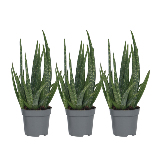  Aloe Vera - Set De 3 - Aloe Barbadensis - Hauteur 25-40cm - ⌀10,5cm