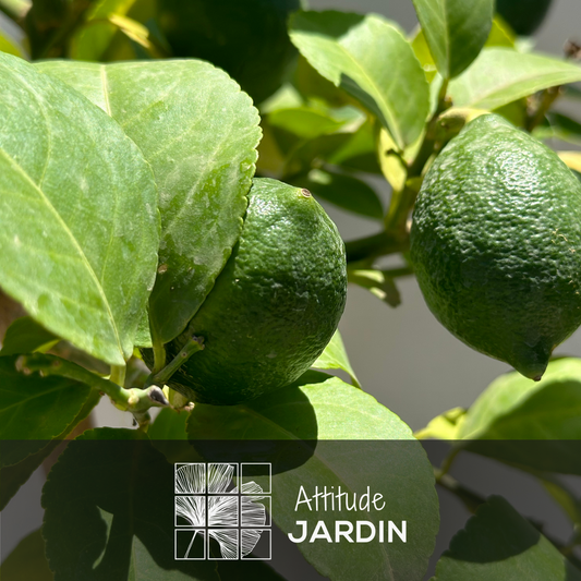  Citronnier Meyer - Citrus Meyer - Agrume Méditerranéen - Arbre Fruitier - ↕ 75-85 Cm - ⌀ 22 Cm