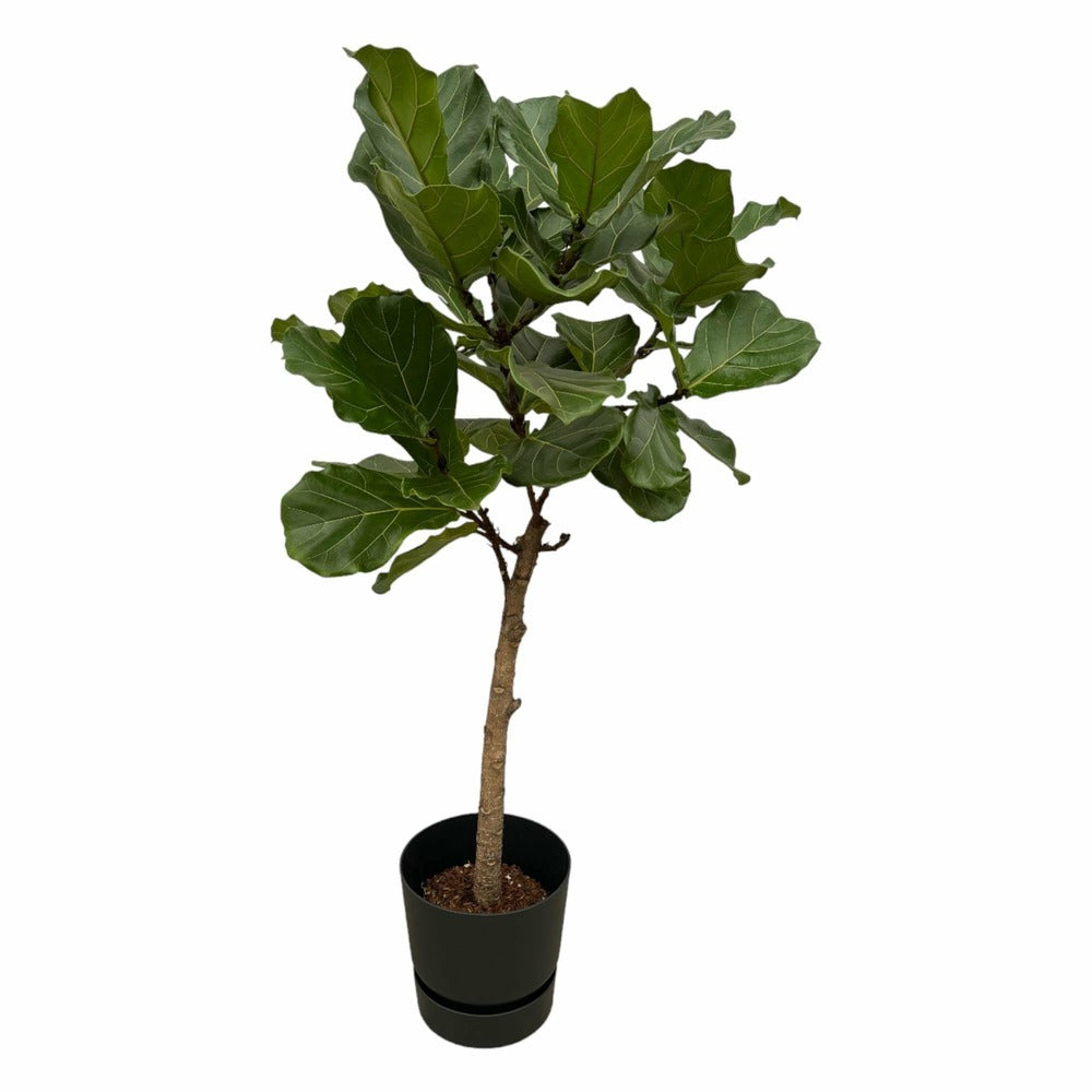  Ficus Lyrata Et Son Pot Noir + Reservoir - Hauteur 160cm