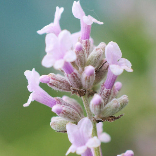  Lavande Rosea/[-]godet - 5/20 Cm