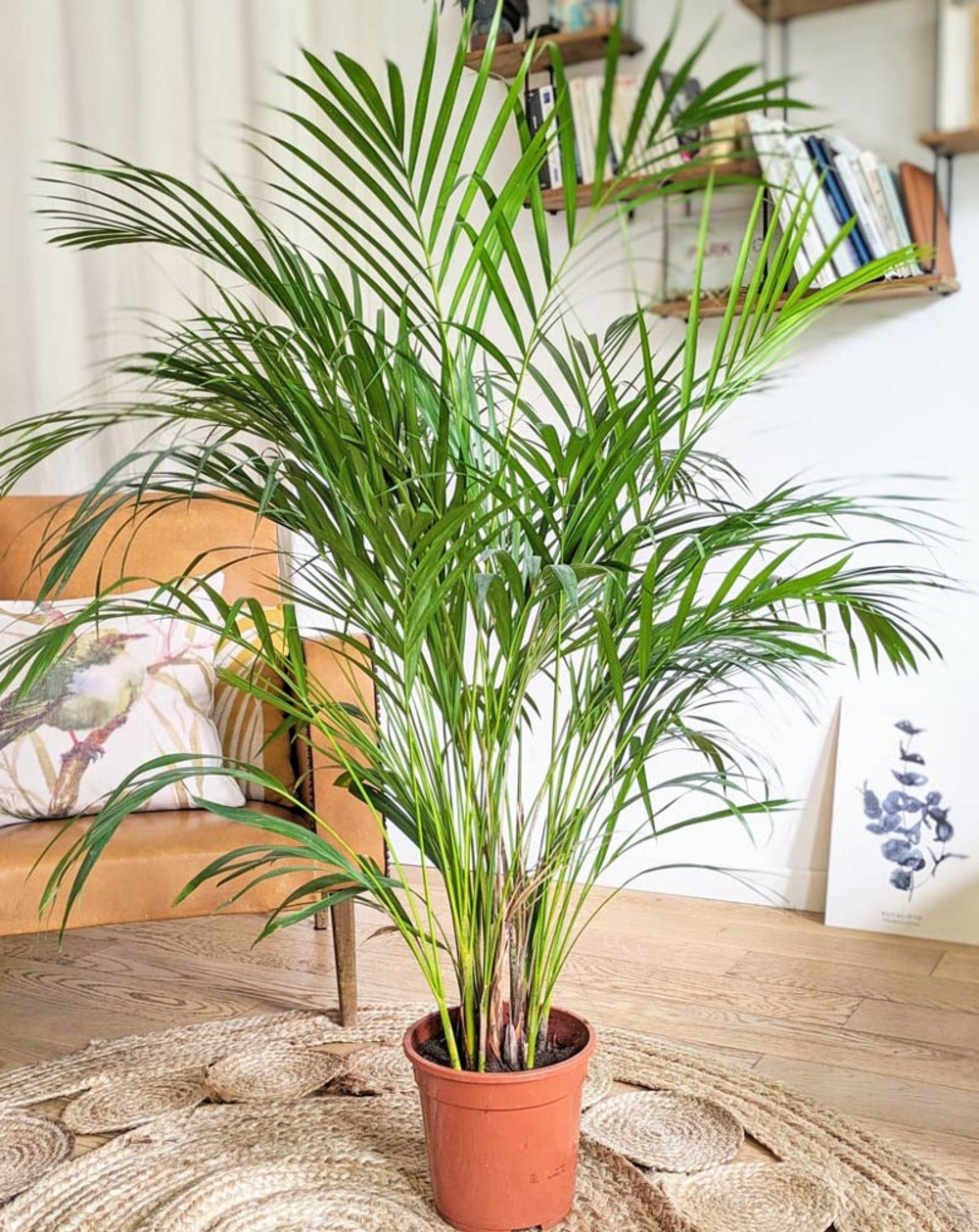  Pamier Areca Dypsis Lutescens D21 H120cm