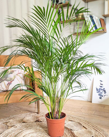  Pamier Areca Dypsis Lutescens D21 H120cm