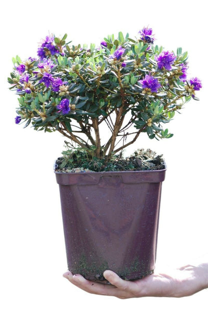  Rhododendron 'azurro' - En Pot De 4 Litres