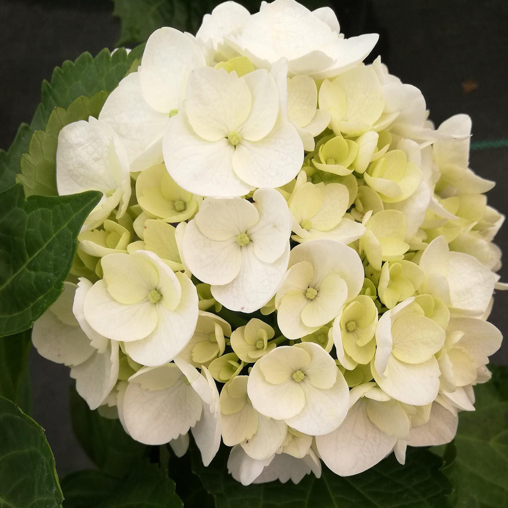  Hortensia - Set De 3 - Hydrangea Macrophylla Teller 'benxi' - H25-40cm - ⌀9cm