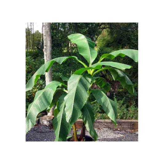  Musa Dajiao (banane Comestible) Pot De 14 Litres - 120/140 Cm