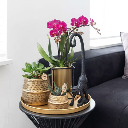  Orchidée Phalaenopsis Mauve - Lot De 2 35cm - Plante D'intérieur