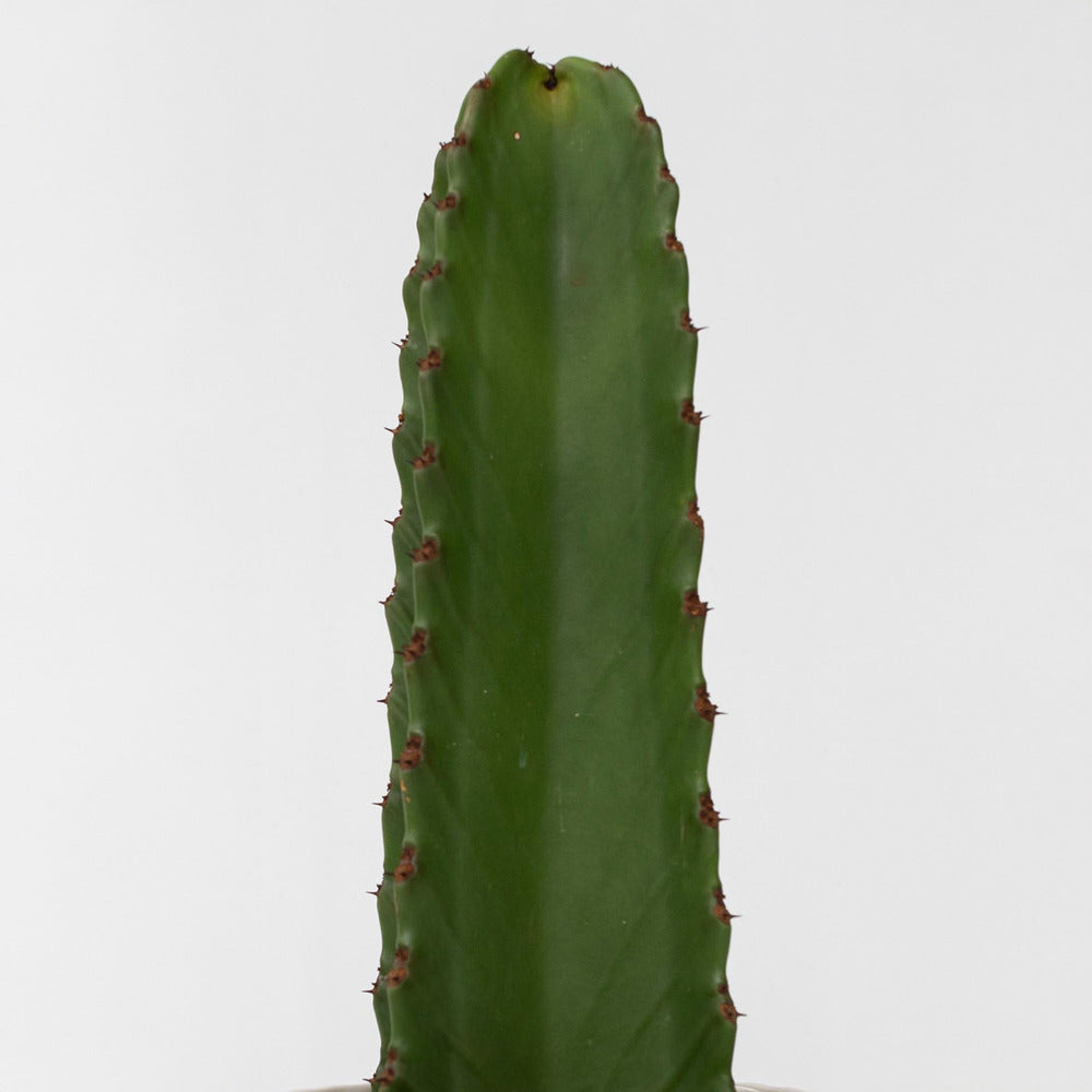  Euphorbe Ingens - Set De 2 - Euphorbia Ingens - Hauteur 40-50cm - ⌀18cm