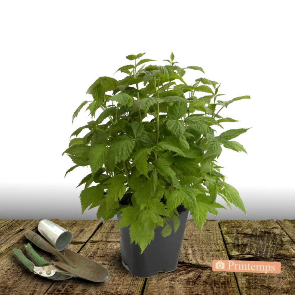  Framboisier Heritage/[-]pot De 5l - 40/80 Cm