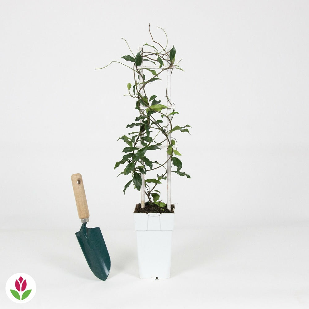  Jasmin étoilé Star Of Ibiza - Le Pot / 2l / Hauteur Livrée 40-50cm