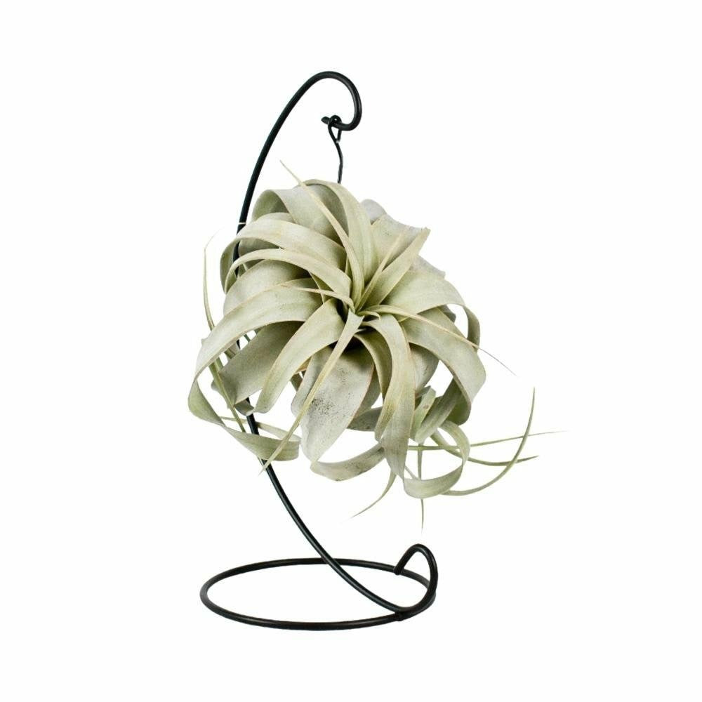  Tillandsia King Xero 23cm - Plante D'intérieur