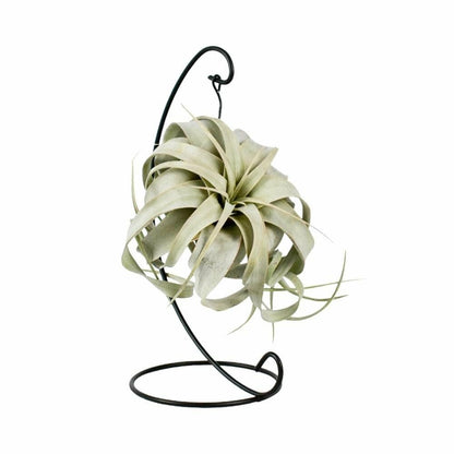  Tillandsia King Xero 23cm - Plante D'intérieur