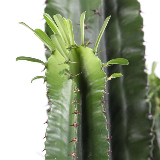  Euphorbe Erythrea H170cm : Pot Ø35cm