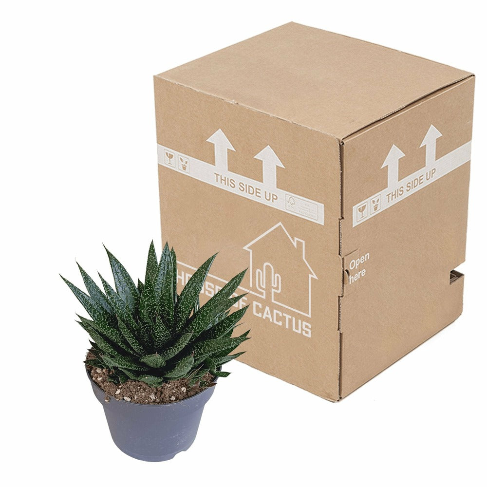  Gasteria
