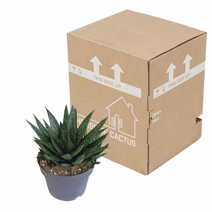  Gasteria