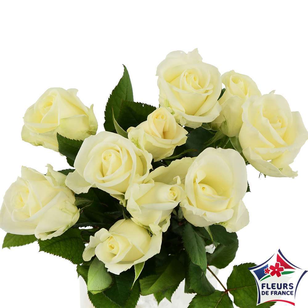  Botte 10 Roses ''Fleurs De France'' H.50cm Coloris Variables