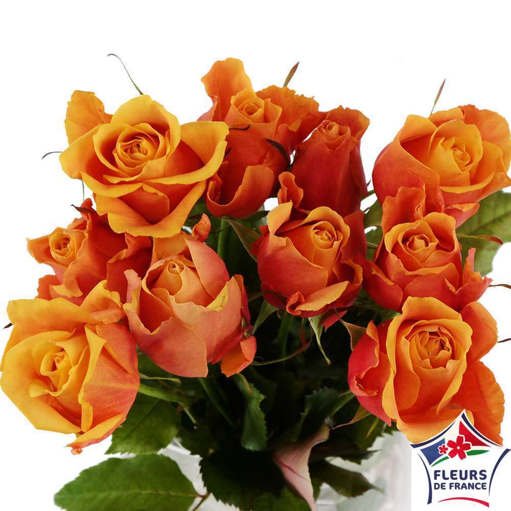  Botte 10 Roses ''Fleurs De France'' H.50cm Coloris Variables