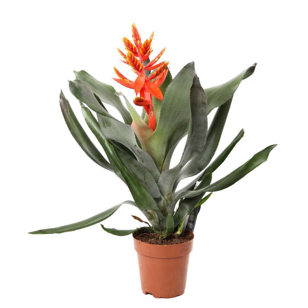  Aechma Pepita Elégant Pot D12cm