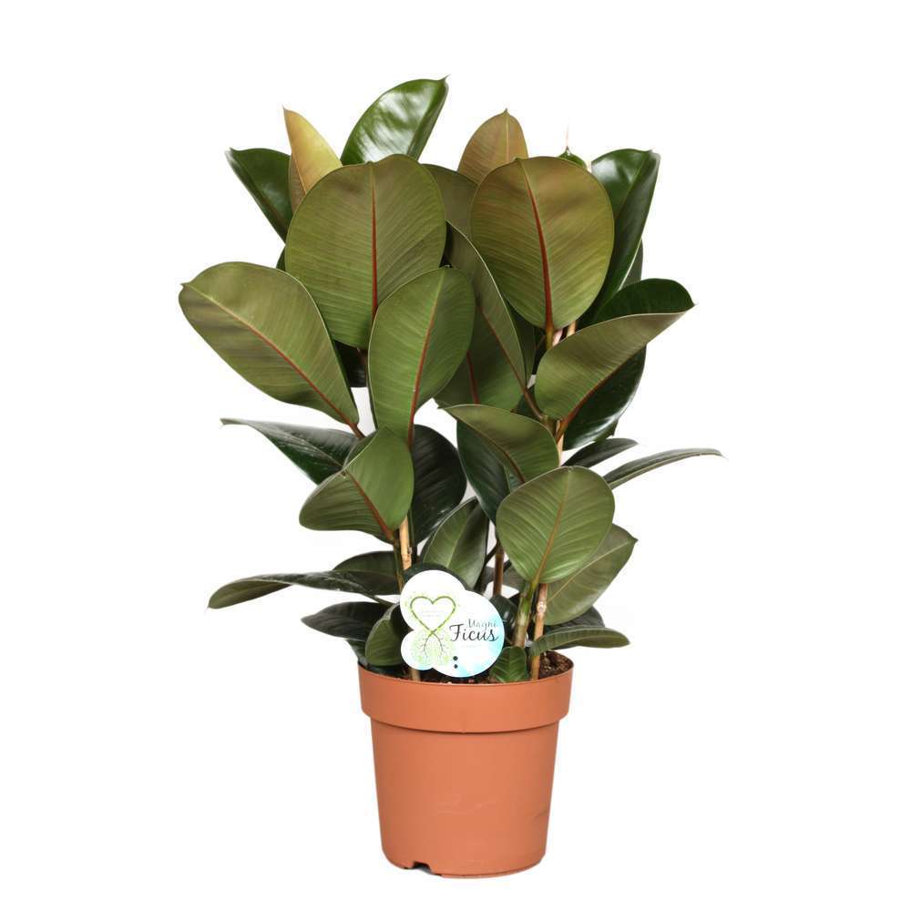  Ficus Elastica Robusta : Pot D24cm
