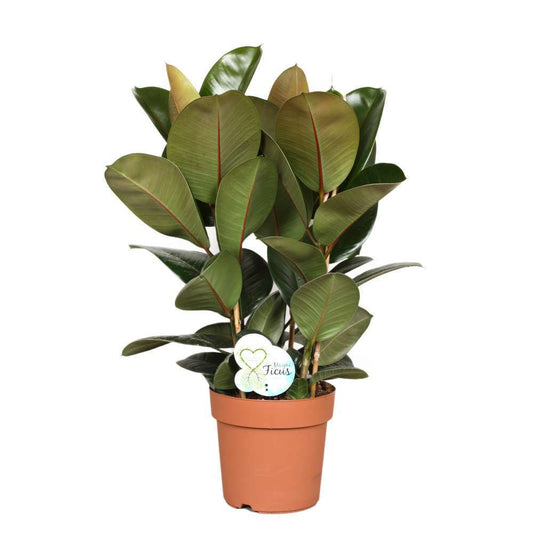  Ficus Elastica Robusta : Pot D24cm