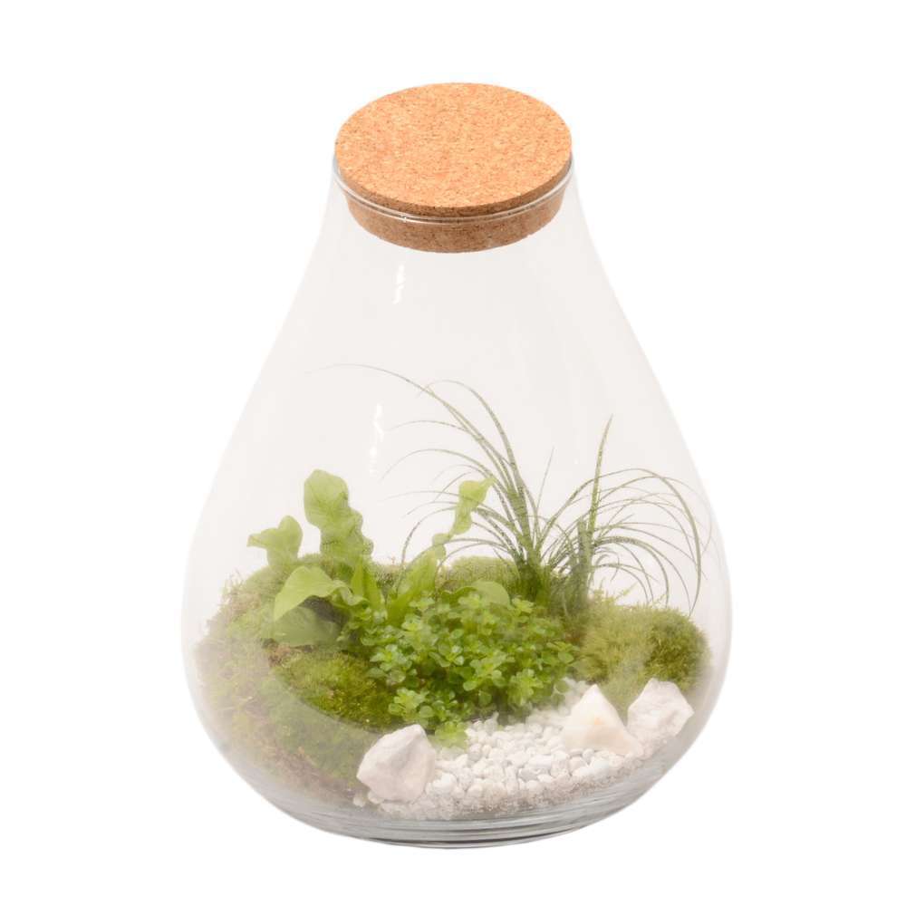 Terrarium Penché Avec Bouchon Liège D30cm