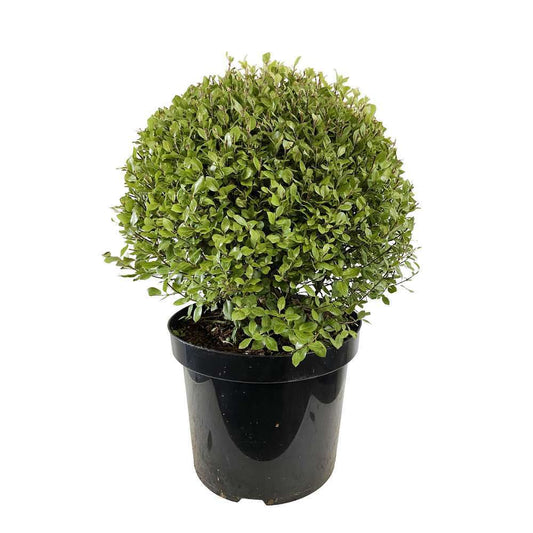 Pittosporum Tenuifolium 'Midget' Pot 7,5L