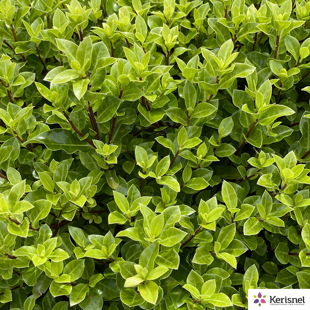  Pittosporum Tenuifolium 'Midget' Pot 7,5L