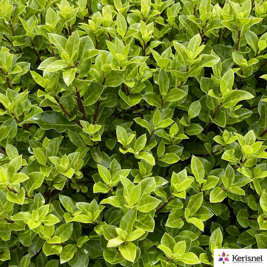  Pittosporum Tenuifolium 'Midget' Pot 7,5L