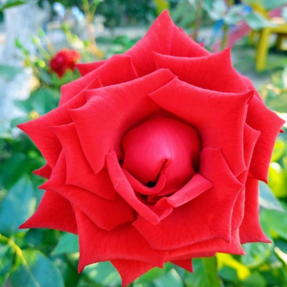  Rosa Zepeti C3l