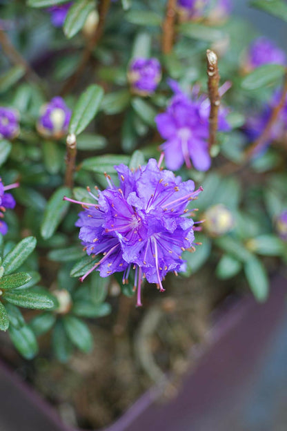  Rhododendron 'azurro' - En Pot De 4 Litres
