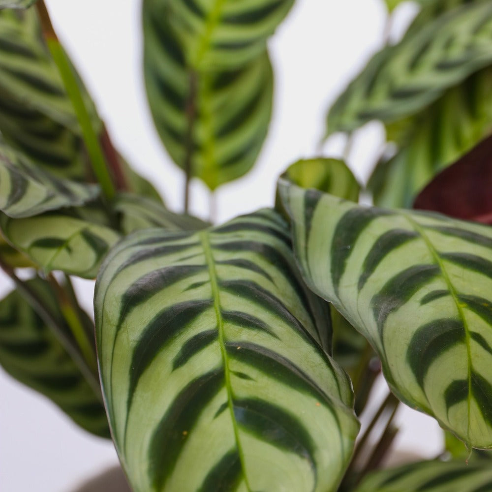  Mélange De Plantes D'intérieur - Set De 3 - Hauteur 25-40cm - ⌀12cm