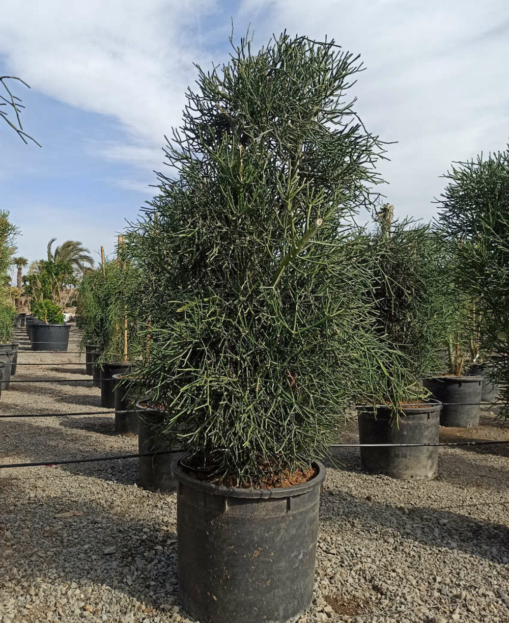 Euphorbia Tirucalli (cactus Crayon) Pot De 250l 200/250cm