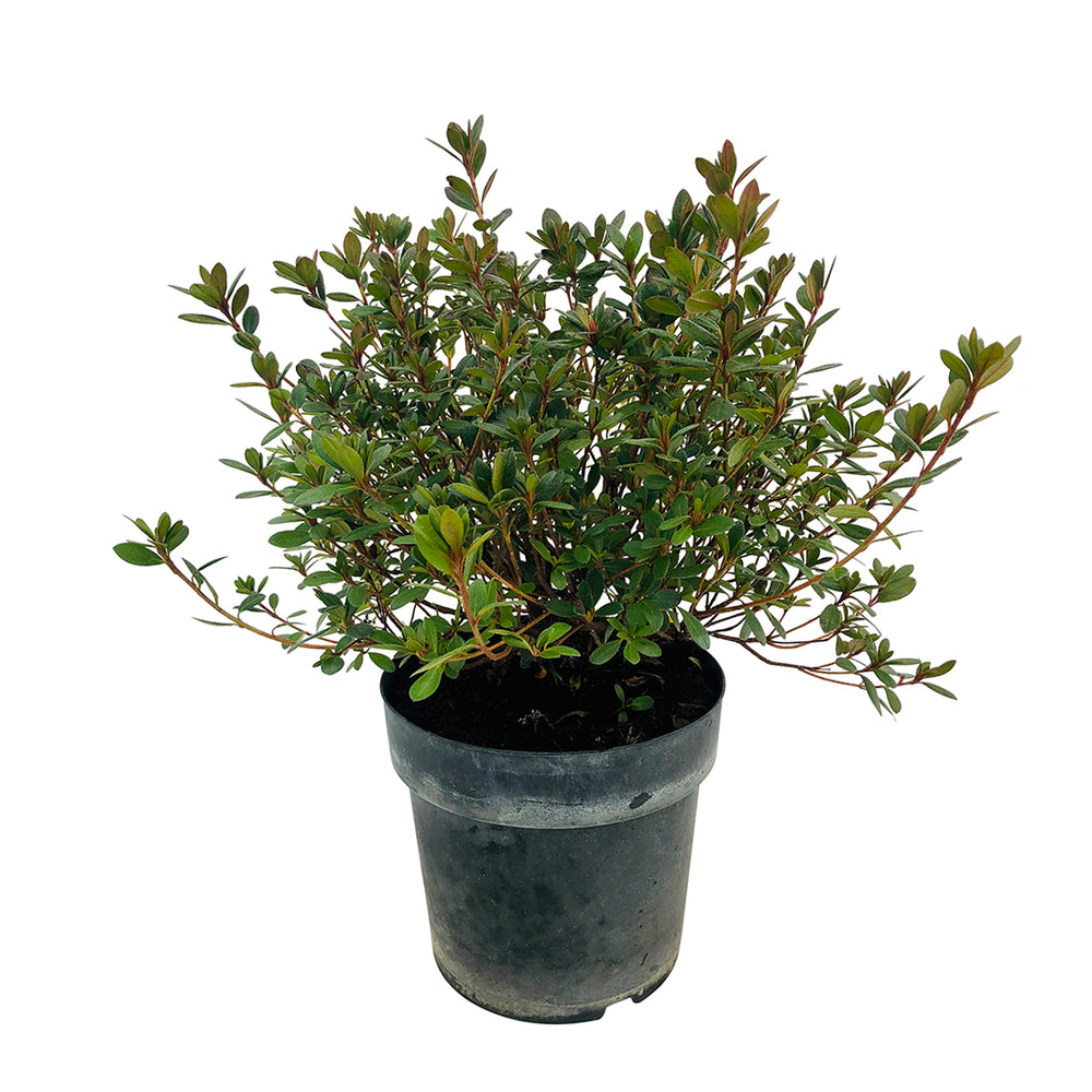  Azalae Japonica Pot 7L