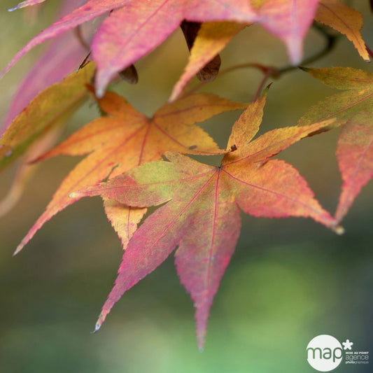  Acer, Erable Du Japon, Variétés Variables - Pot D15cm