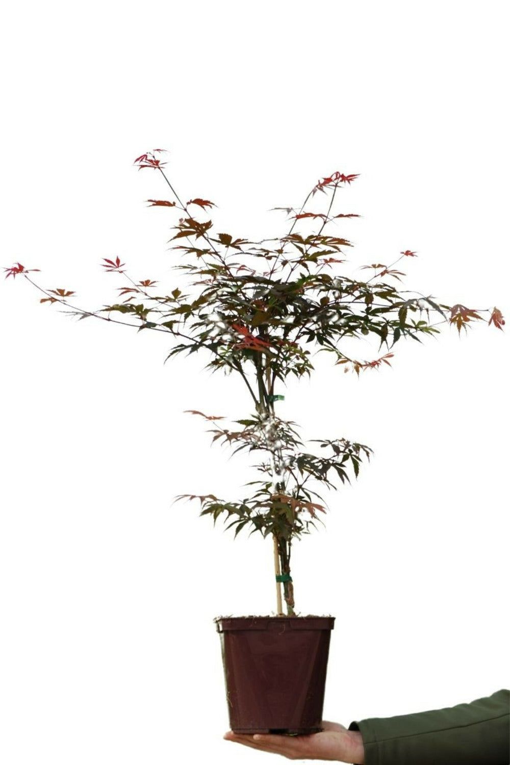 Erable 'skeeter's Broom' - En Pot De 4 Litres