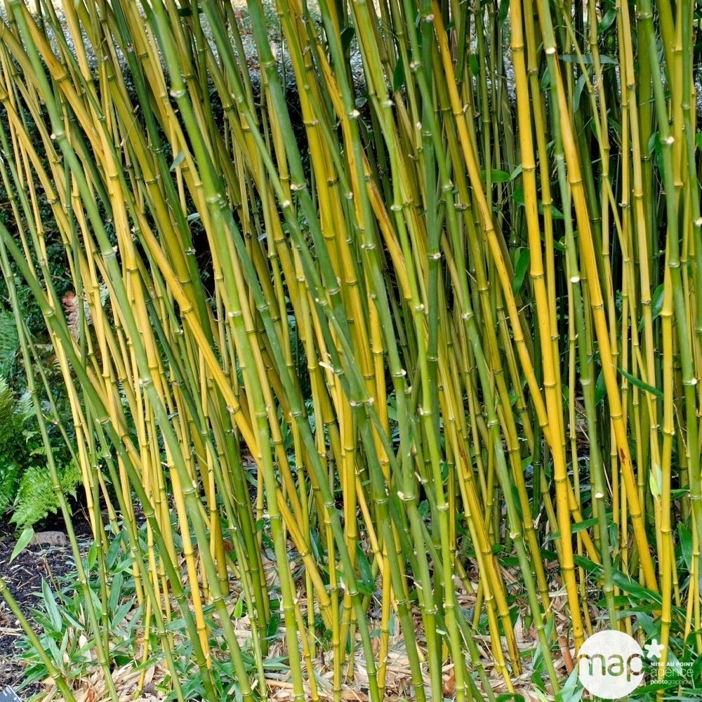  Bambou Moyen Phyllostachys Bissetii: Pot De 10 Litres