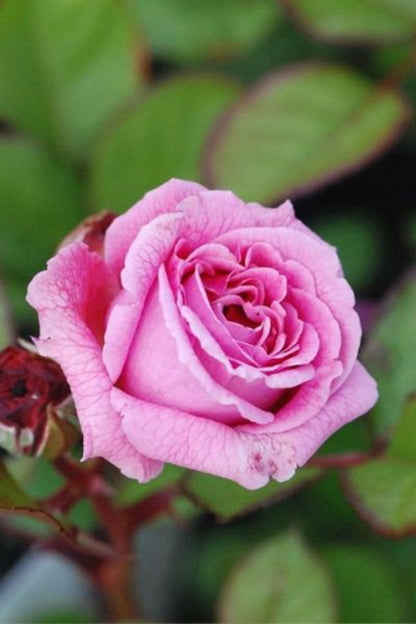  Rosier Parfuma 'madame De Maintenon' ? - En Pot De 4 Litres