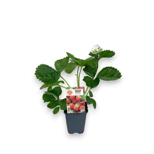  Plant De Fraisier 'Belle Et Bonne' - Pot 0,5L