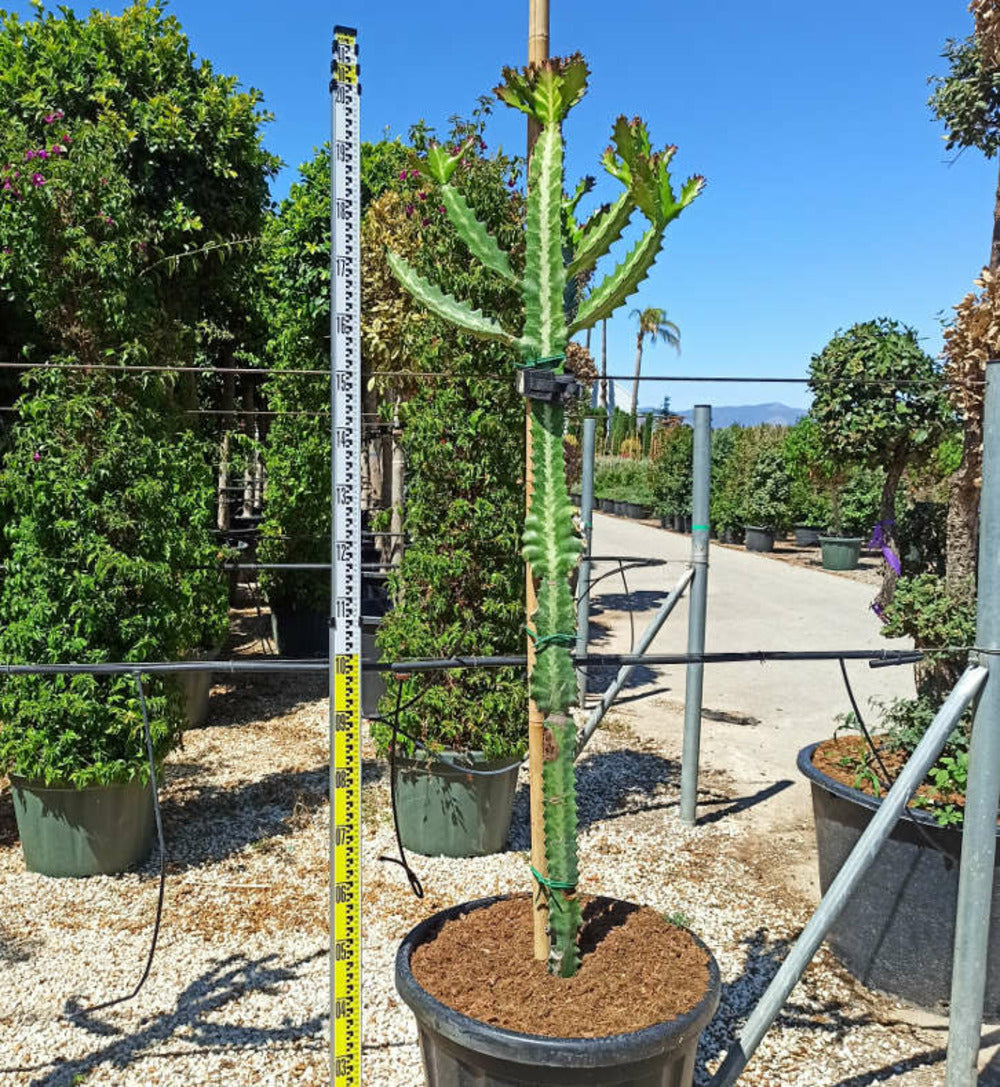  Euphorbia Lactea Pot De 80l - 150/175cm